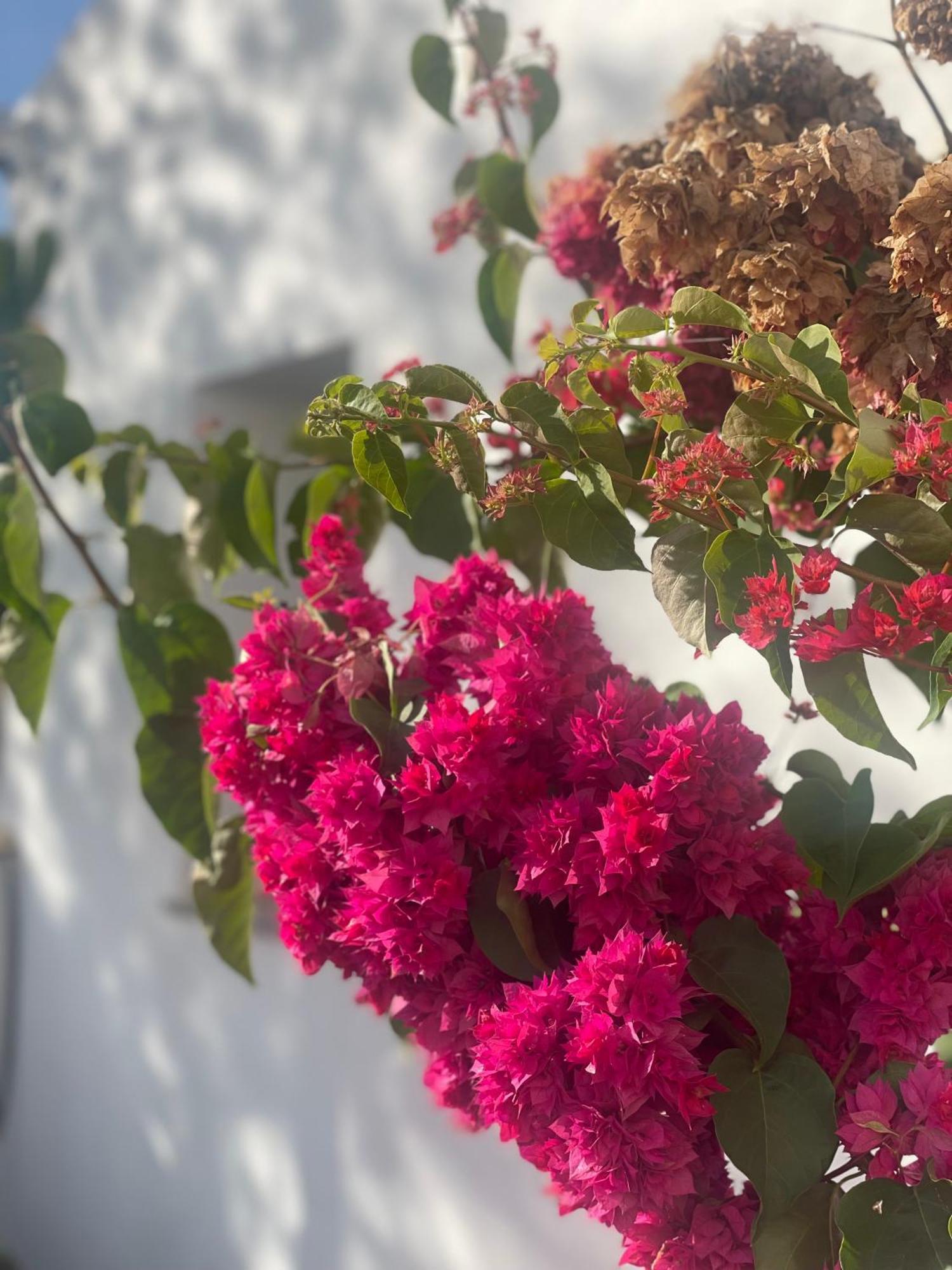 B&B Quinta A Fonte Tavira - Adults Only 외부 사진